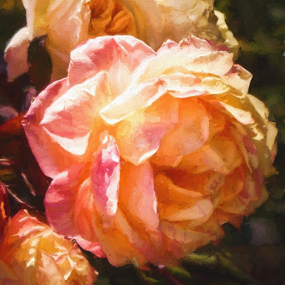 Blushing roses   mouvbc