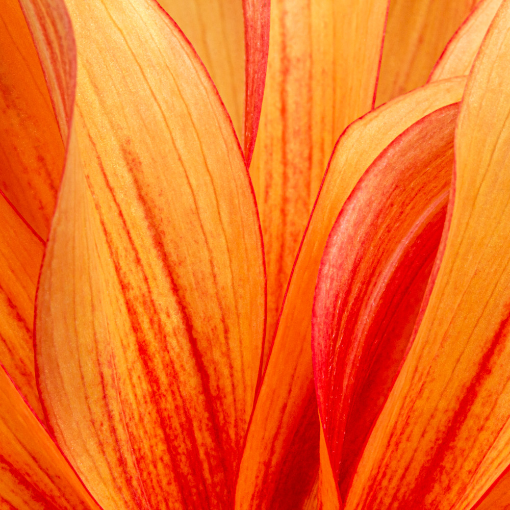 Fire Petals Wall Art Martha Brettschneider