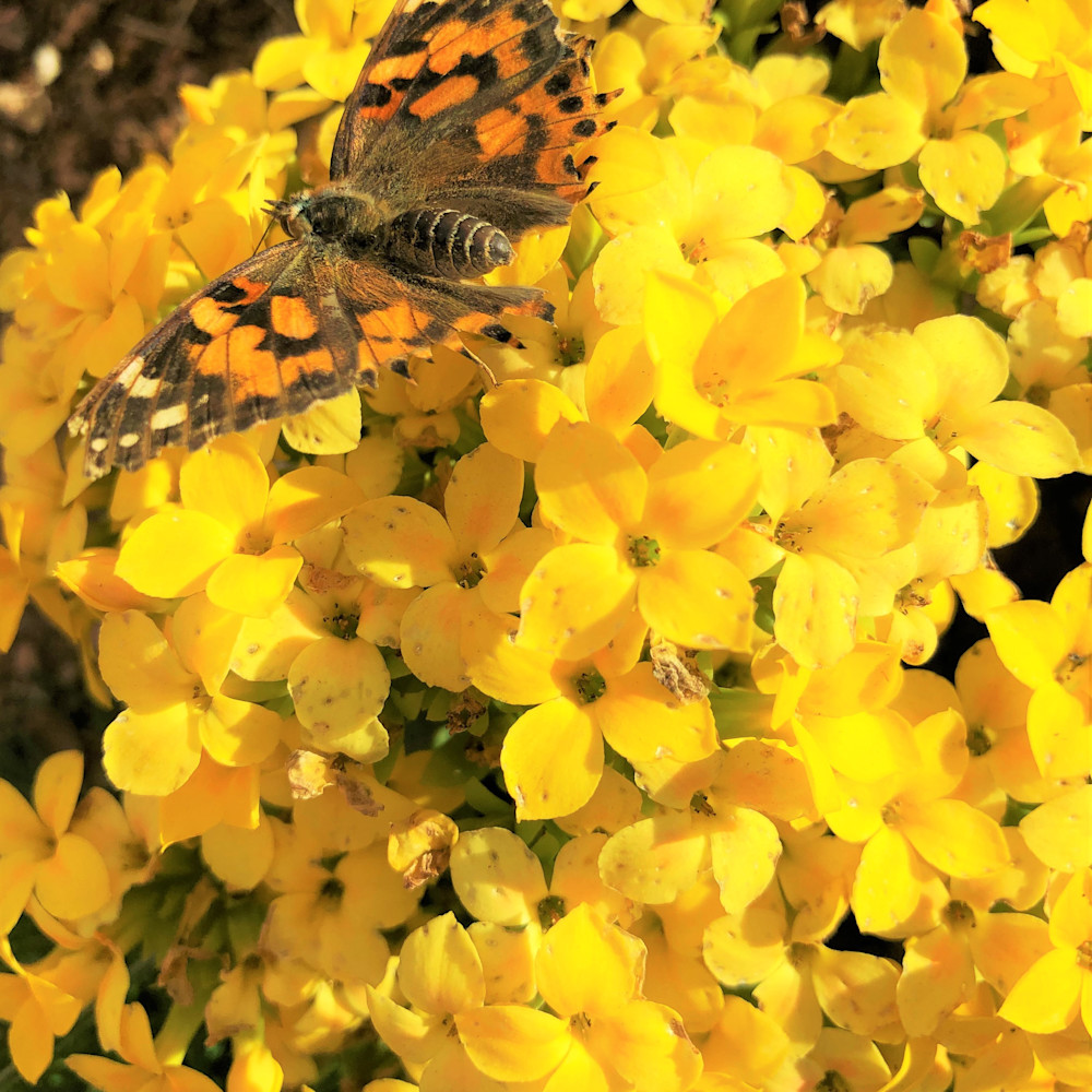 Butterfly on yellow flower ypze08