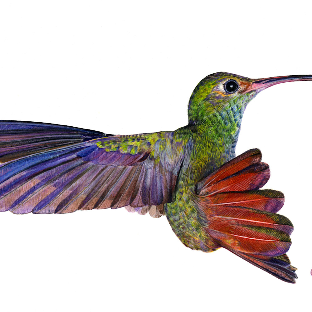 Hummingbird 8x10 yu0gbk