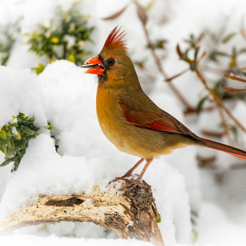 Female cardinal in snow with nut utl0vn
