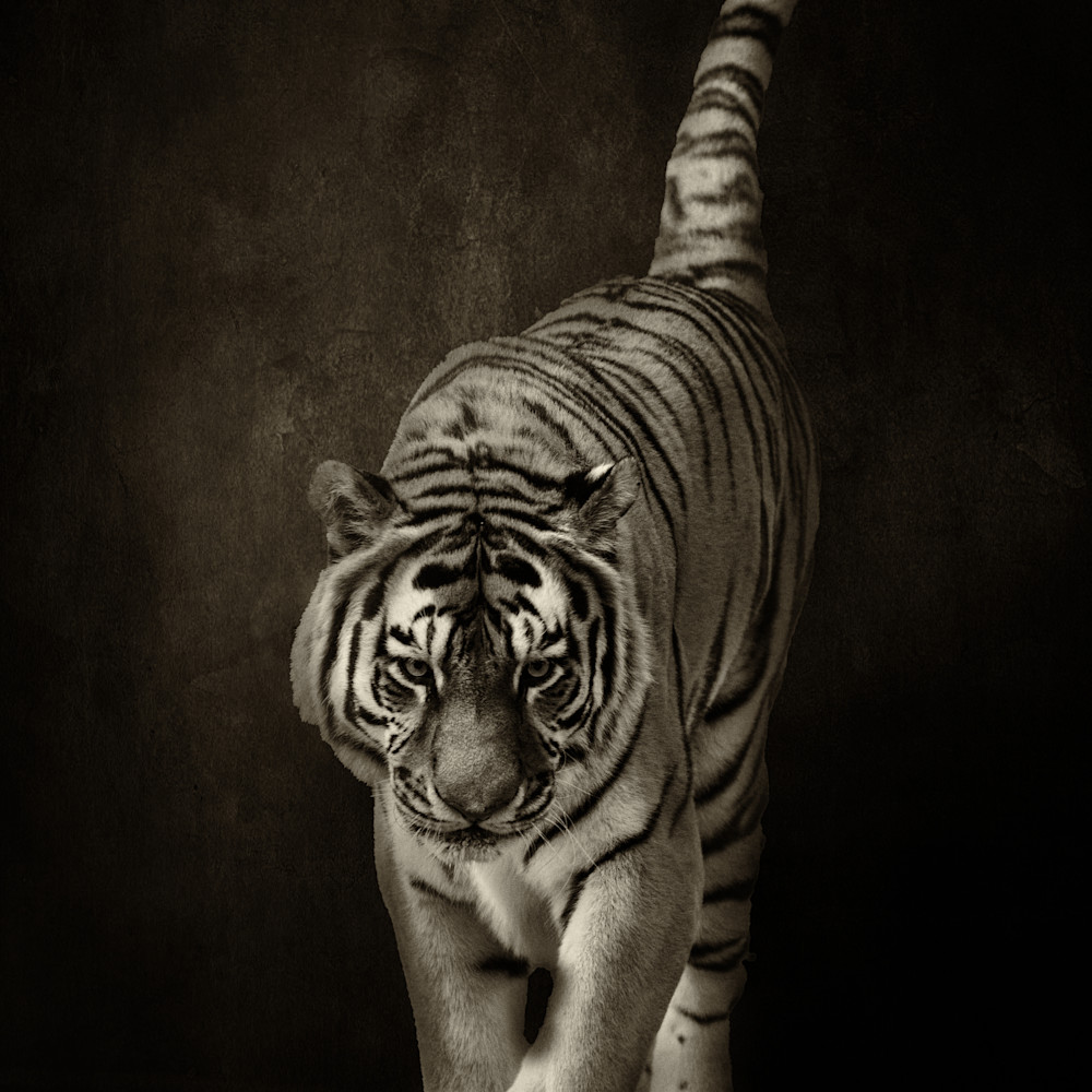 Tiger on textured background black and white egiebc