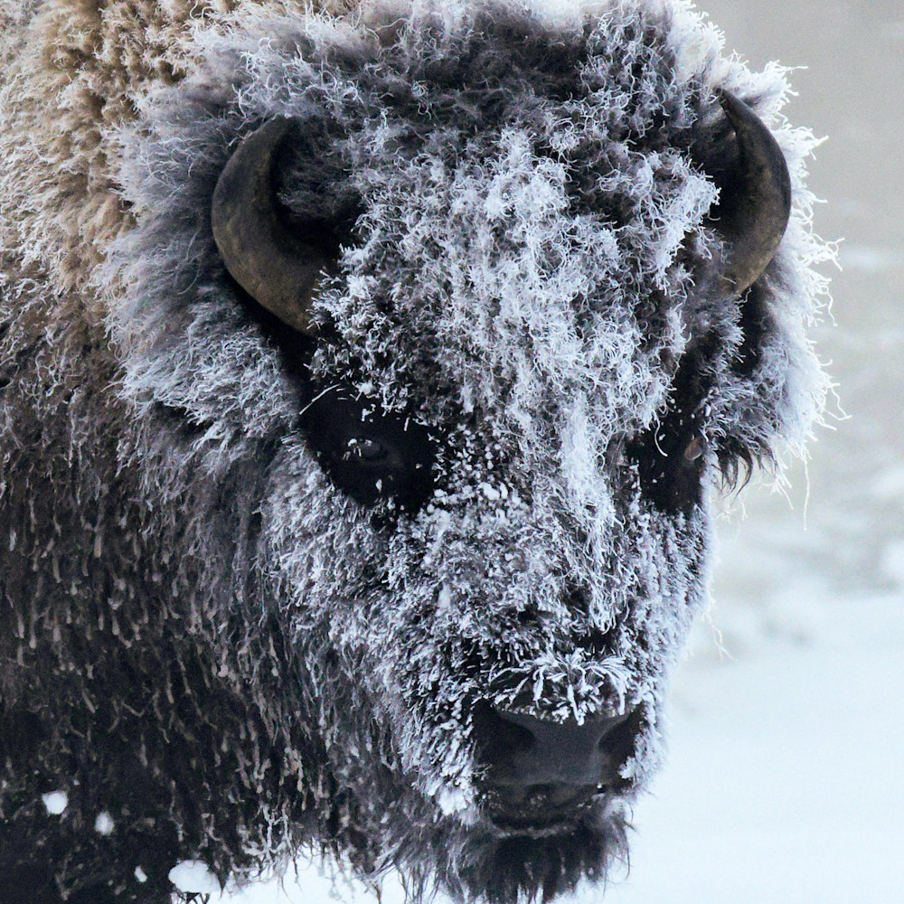 Frosty bison 3rev 8000l121 e4x16k