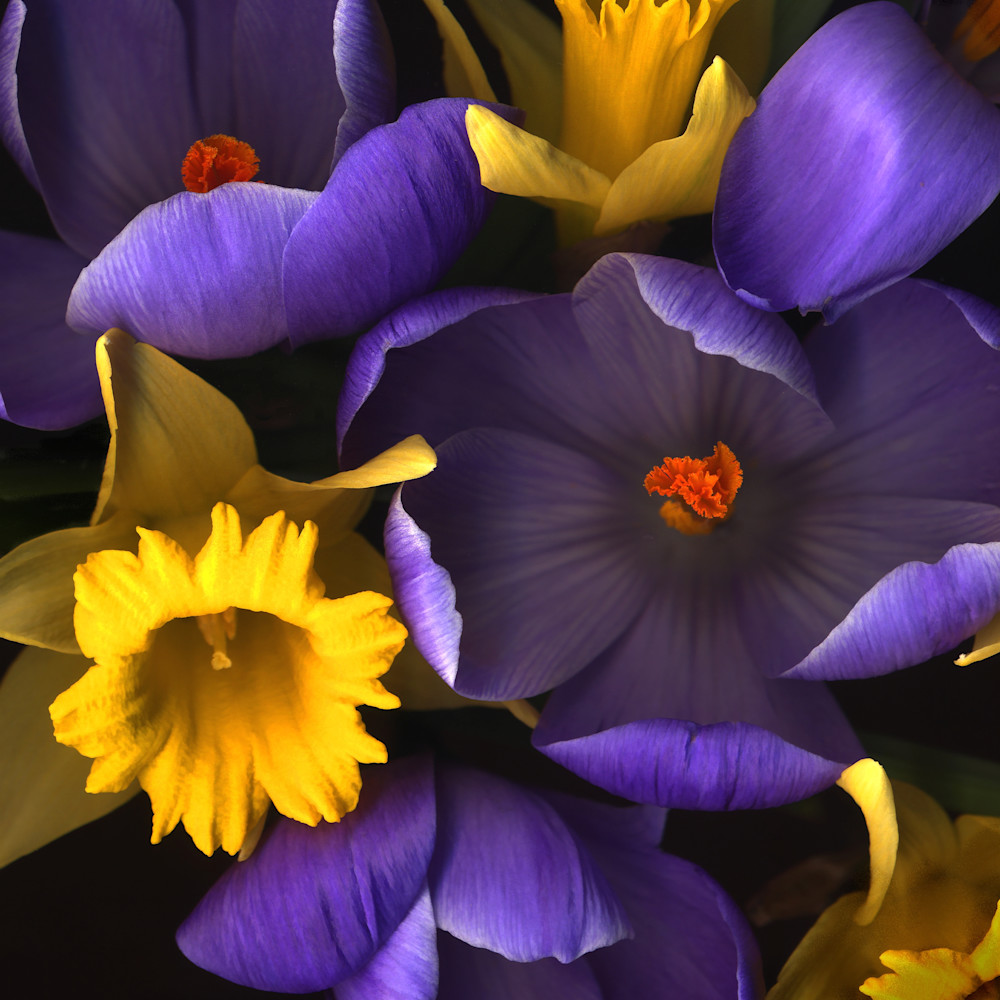 Daffodile crocus closeups lrg1620 fs fy73sl