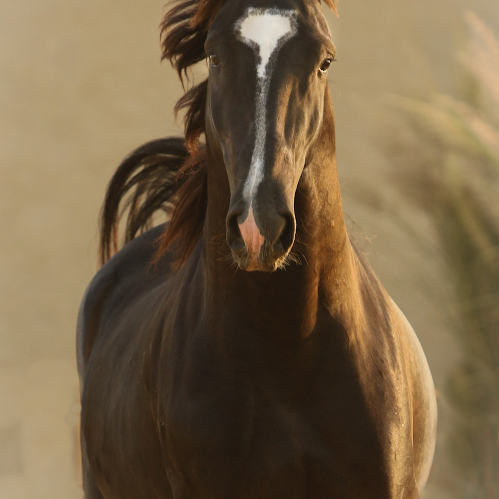 Marwari stallion qsqwwm