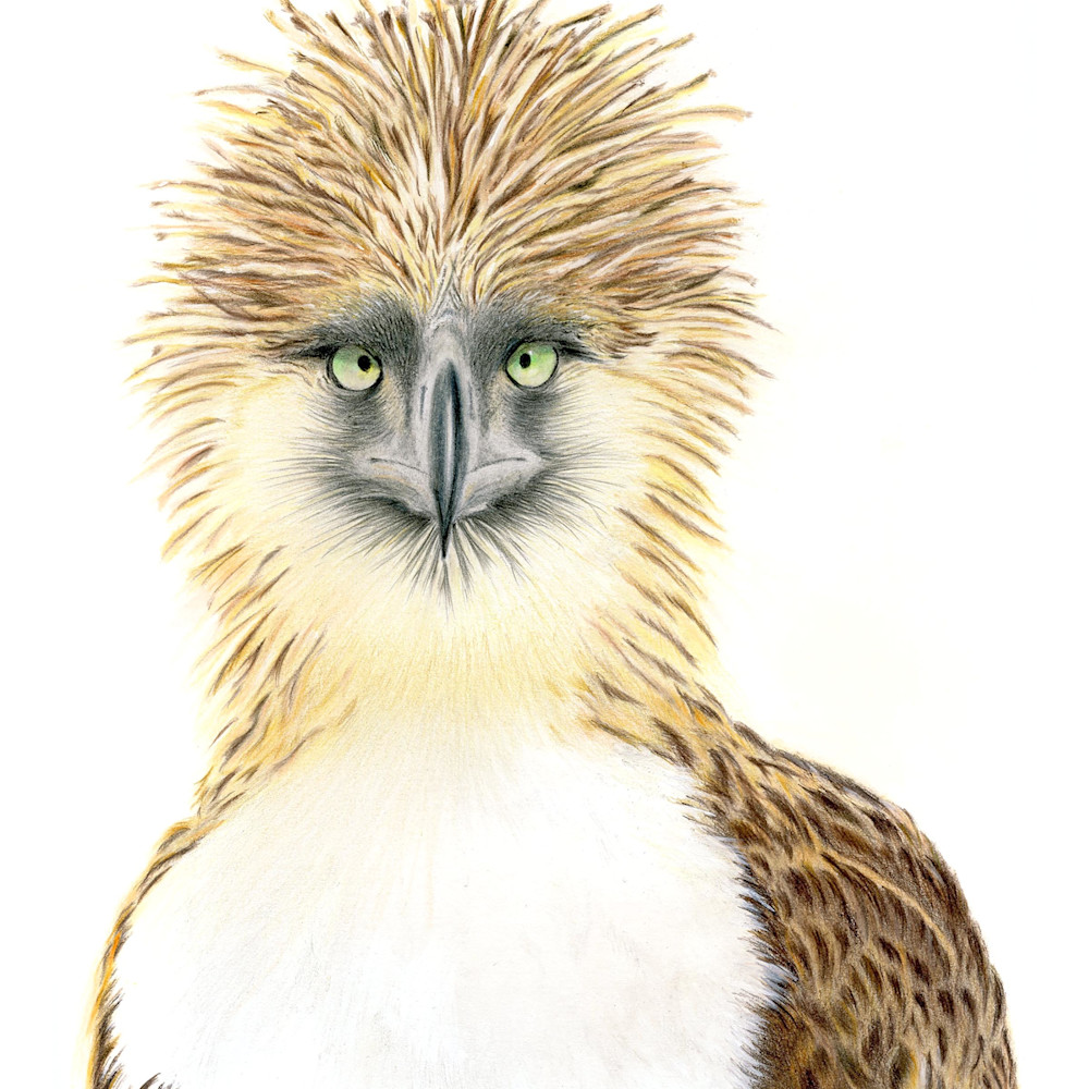 Phillipine eagle 300 dpi slaven kathleen mvctjo