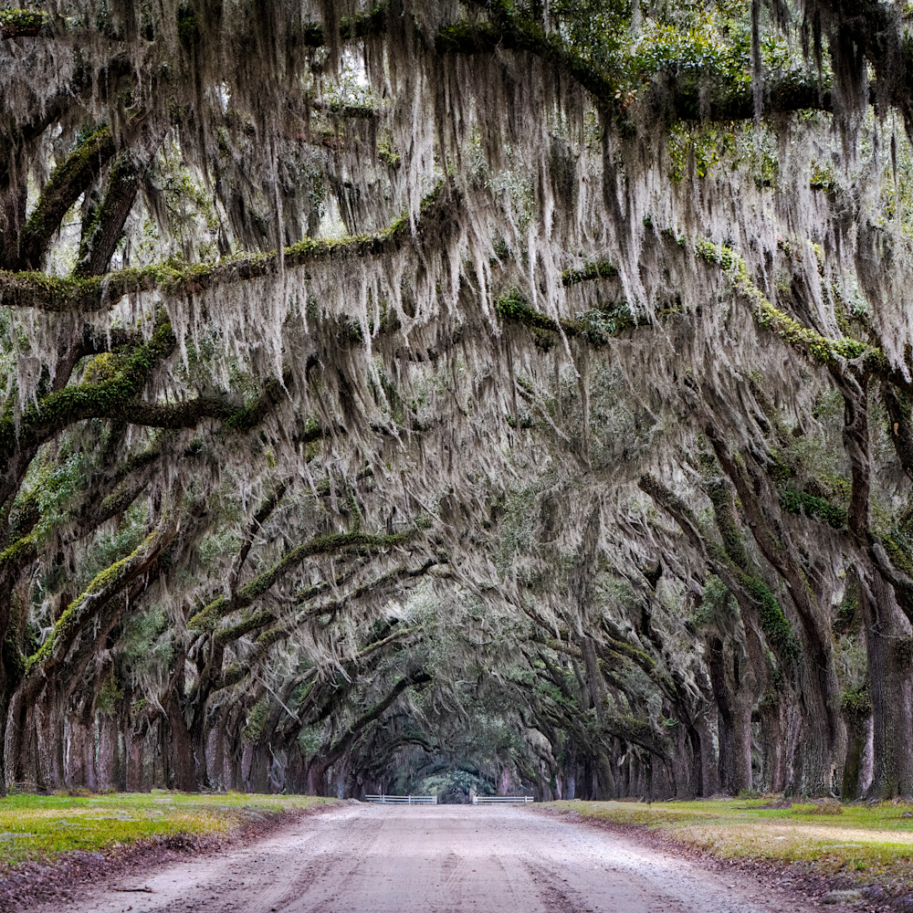Andy crawford photography wormsloe alley zt6tf8