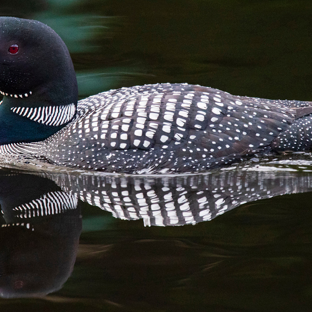 Loon with dark background pano wrif9i