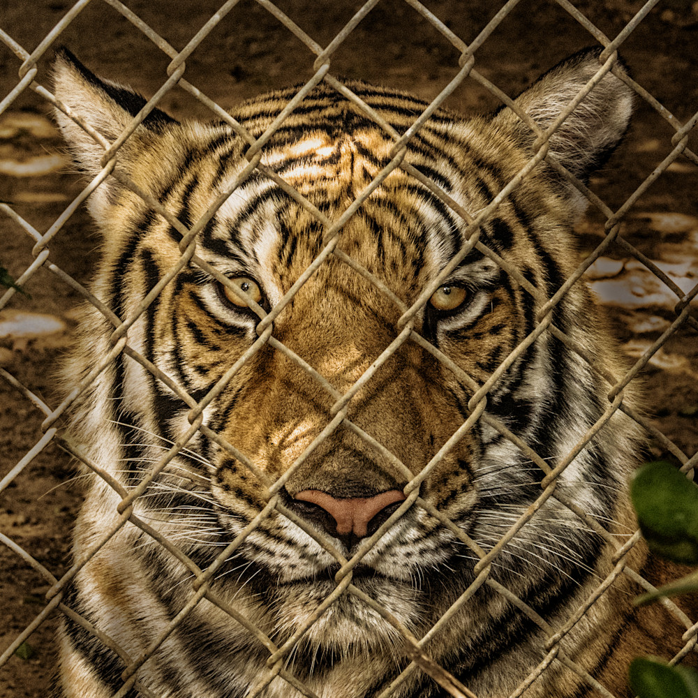 Caged in tiger julian starks photography  edit sumwsf