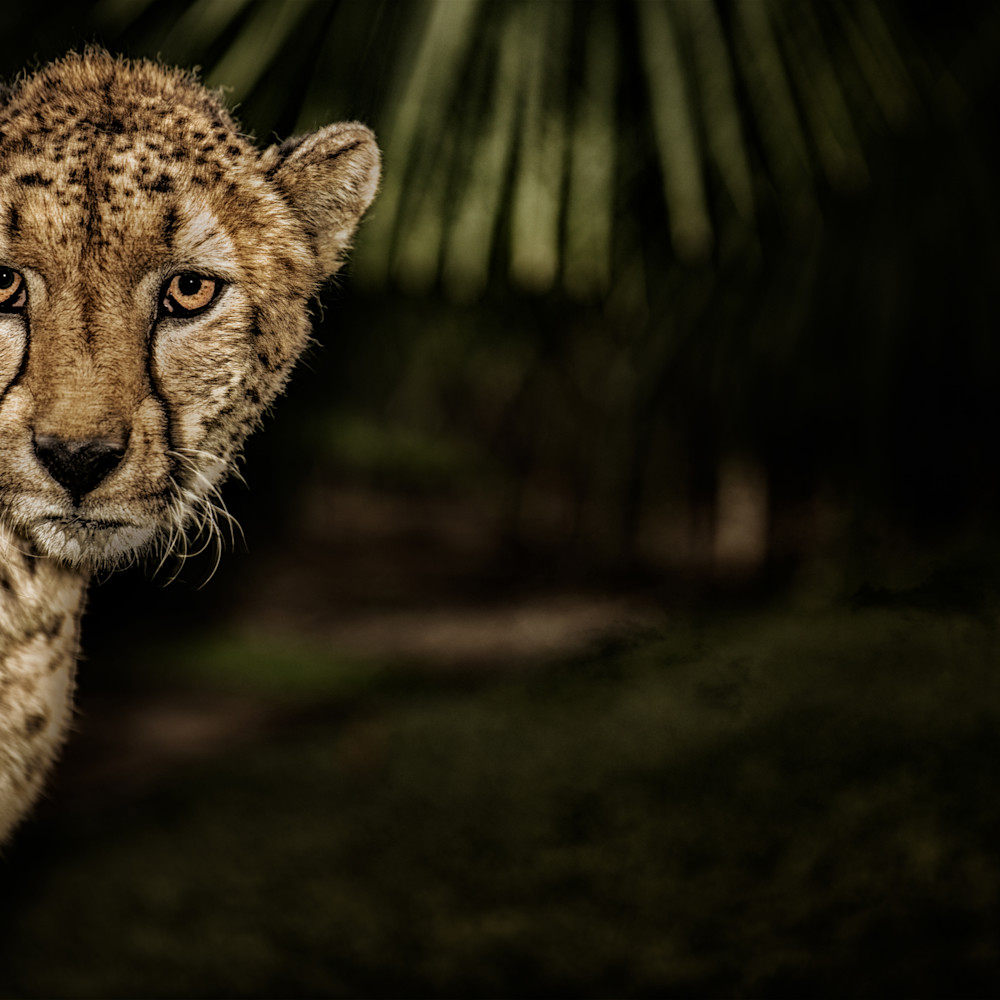 7989 san diego zoo safari park 2017 julian starks photography  edit edit ui4mtm