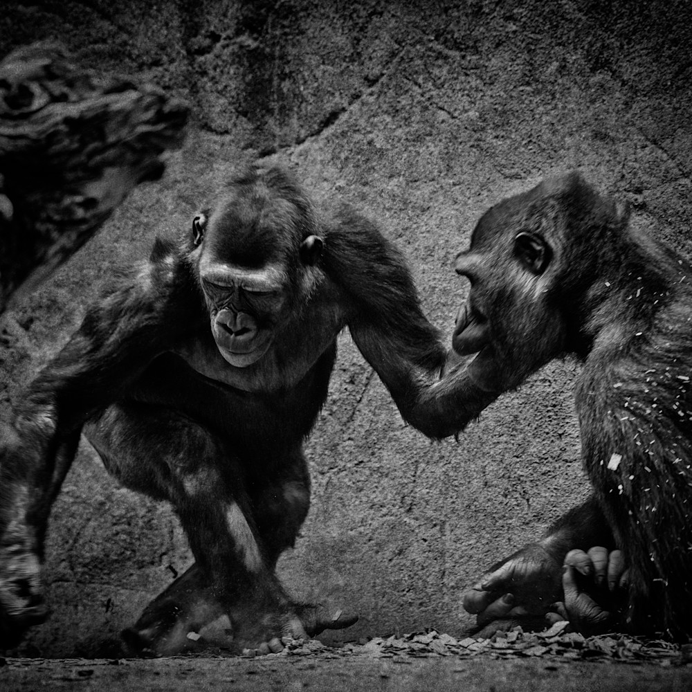 8370 san diego zoo safari park 2017 julian starks photography  edit edit jtegrk