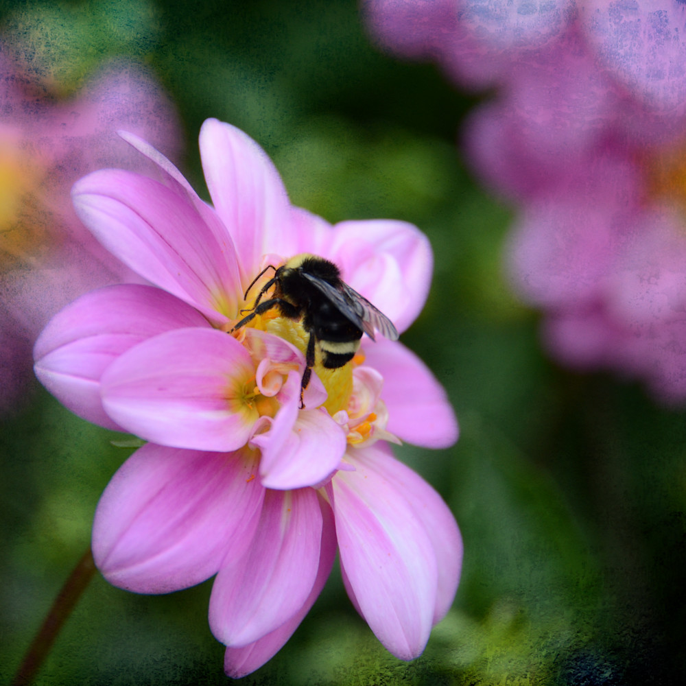 Bee on 8.5 pink square canvastexture fatufc