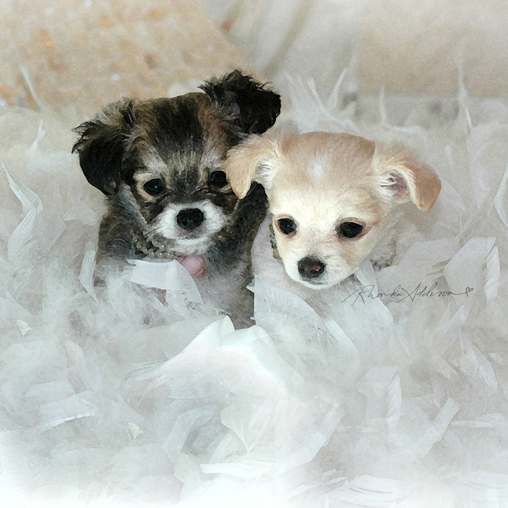 Puppies fairytail s ajfohy