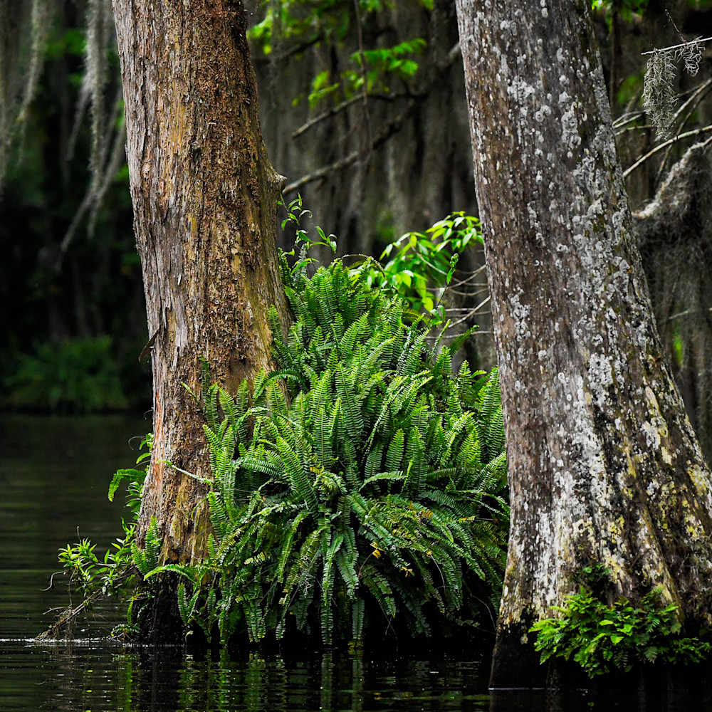 Andy crawford photography lost in the florida swamp at7fie
