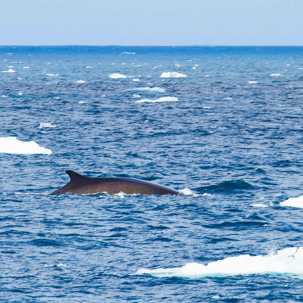 Minke whale surfacing mg5243 cguohc