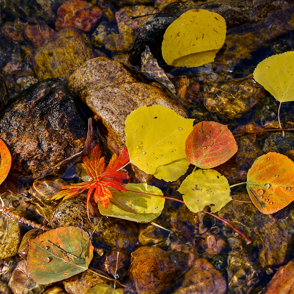 Leaves in water 2169v2  nqeybf