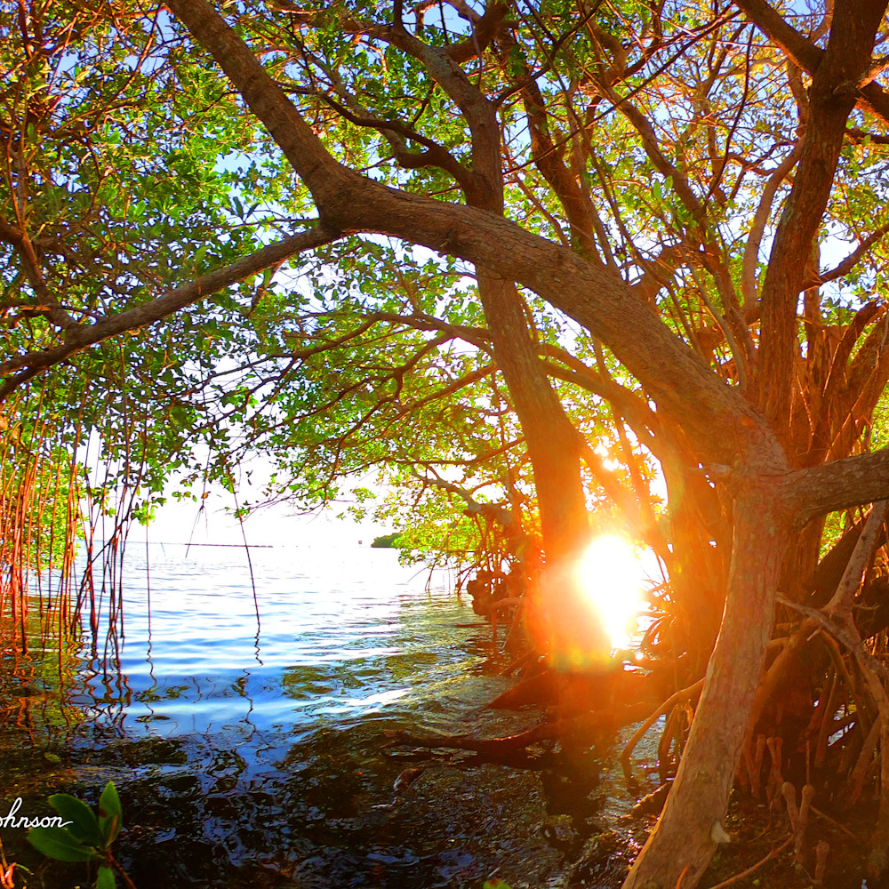 L4 mangrove sunset lattice ljvh4n
