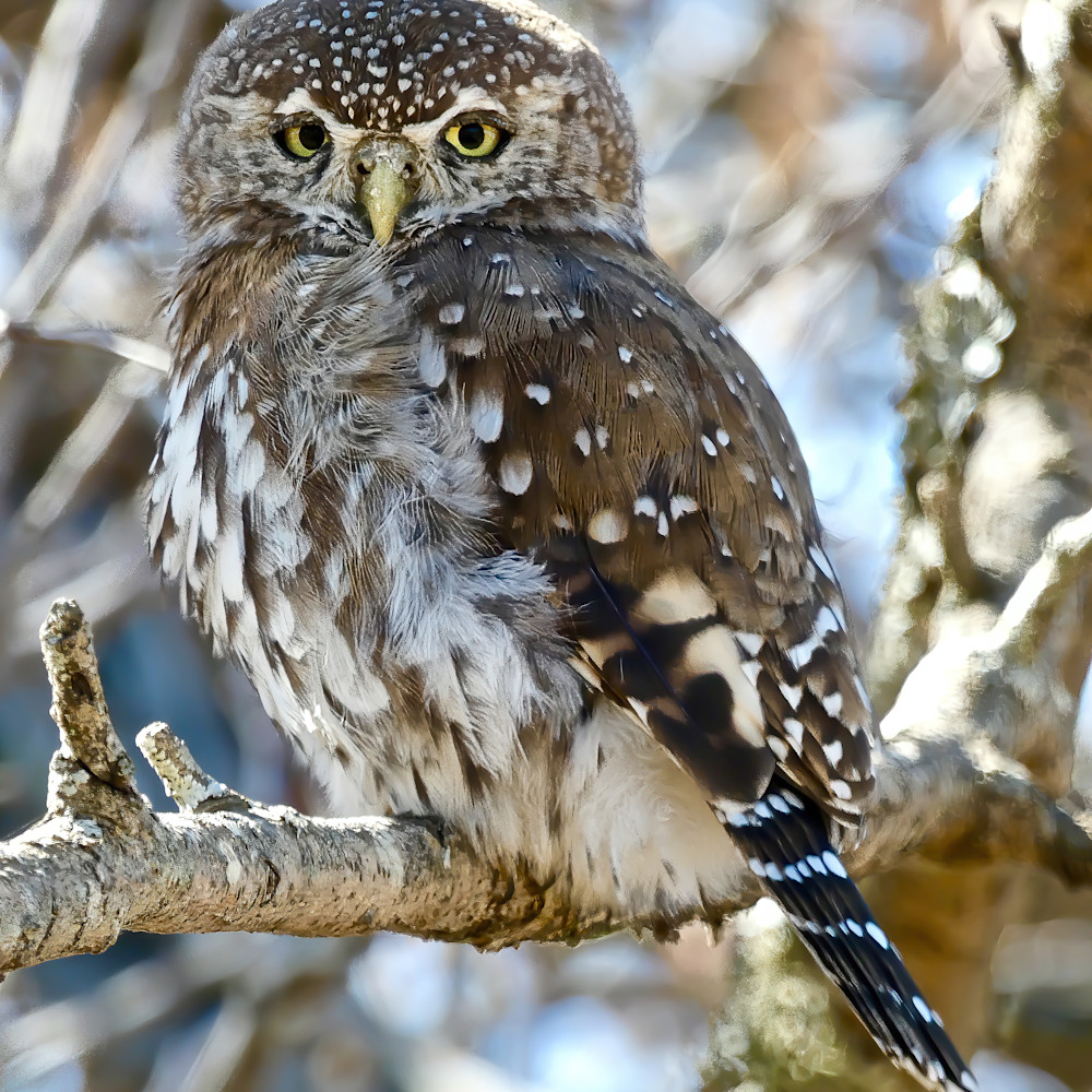 Pearl spotted owl 2  sai stabilize cfqmhm