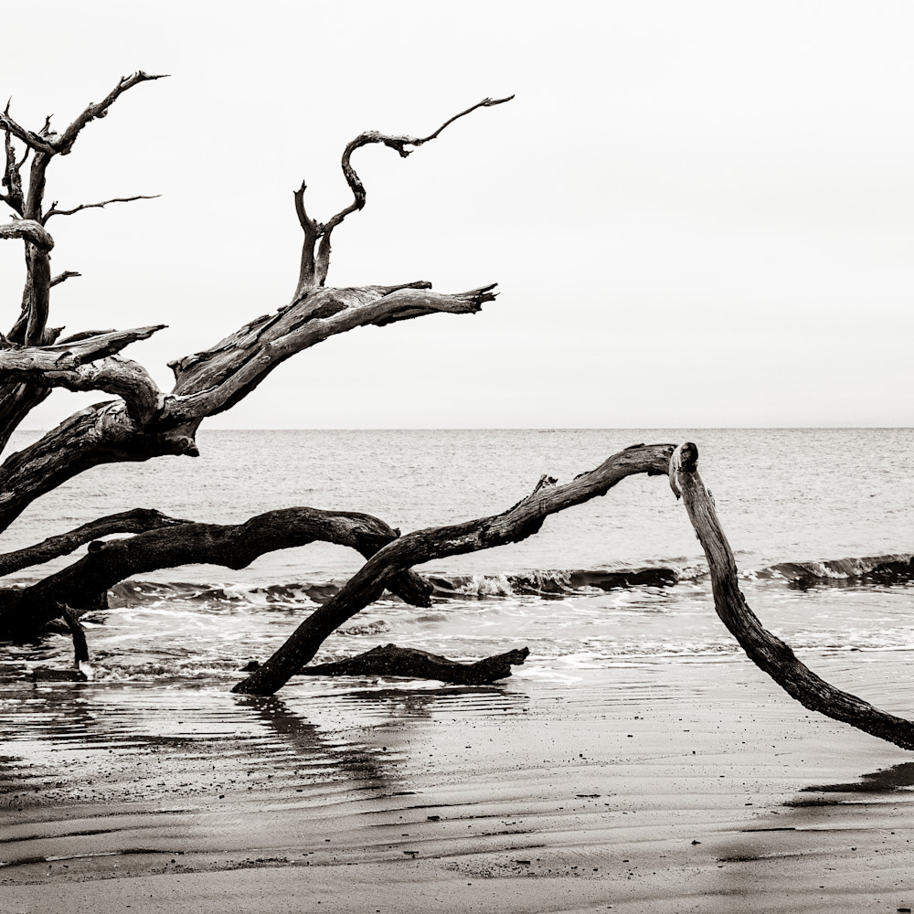 Andy crawford photography driftwood beach skeleton dvomjq