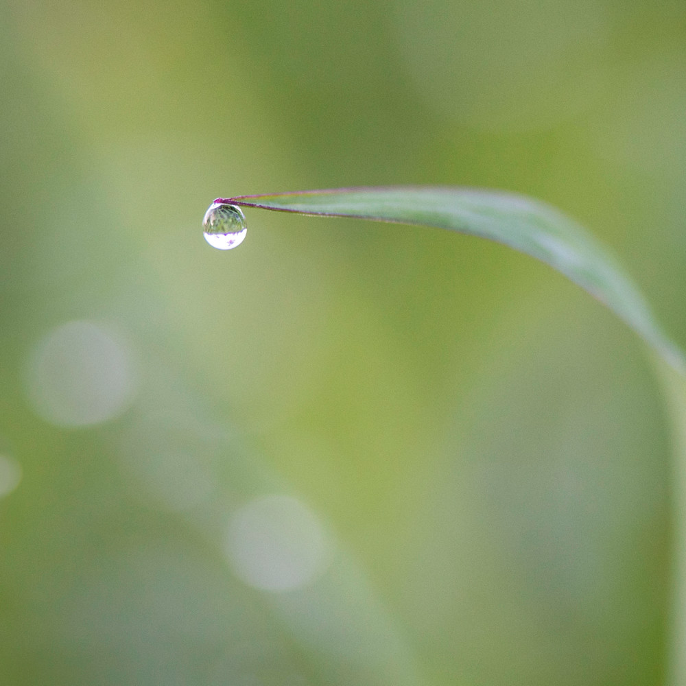 Droplet on grass for asf a2jnzs