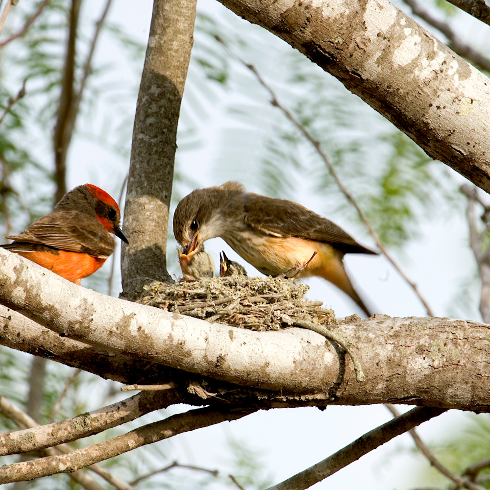 Vermillion flycatchers feeding enoyim