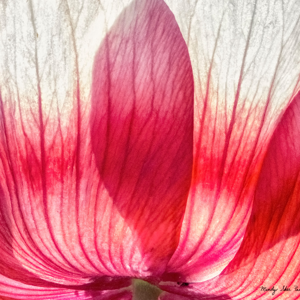 Tulipflowers 1010822 uhxm7d