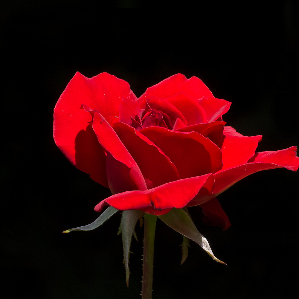 Red rose in evening sun kgji3q
