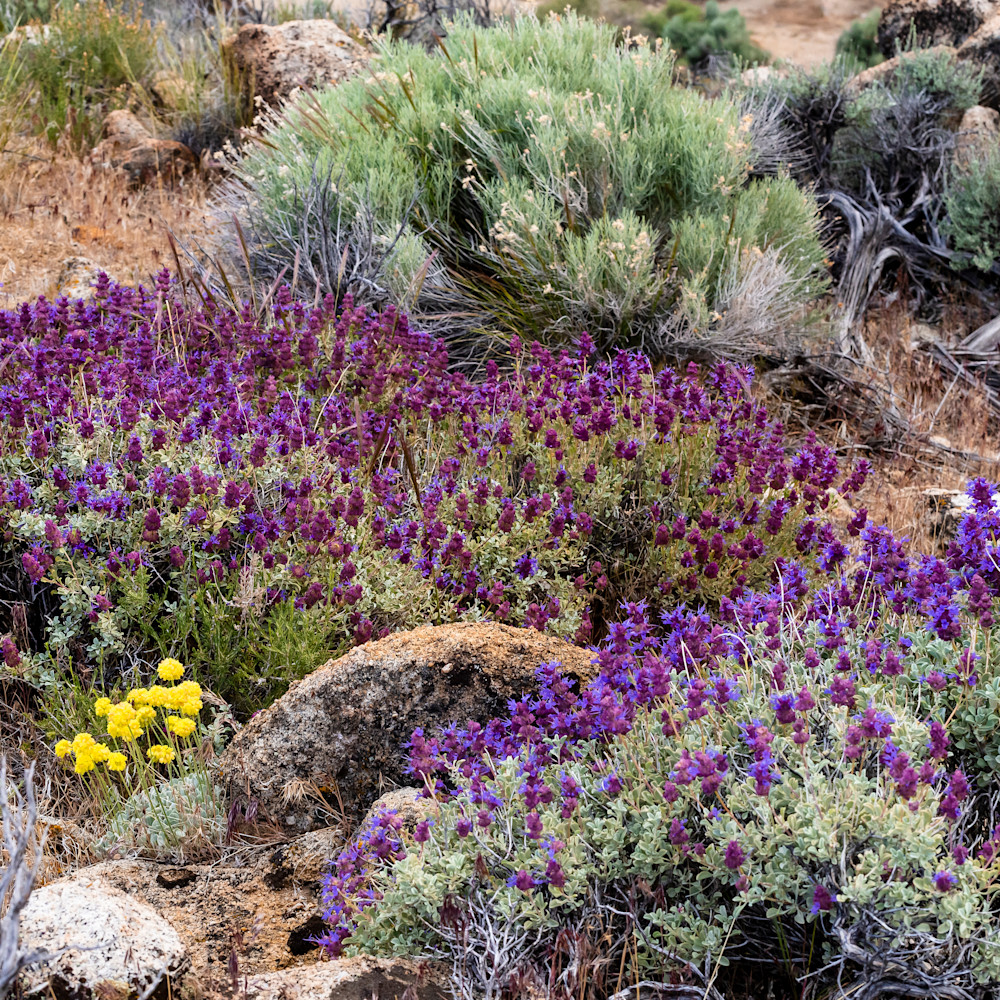 Nevada purple sage blooming oa1fl5