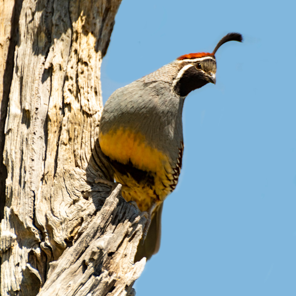 California quail observing u5nee2
