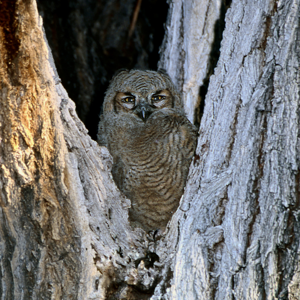 Owl chick in cottonwood corr glrphq