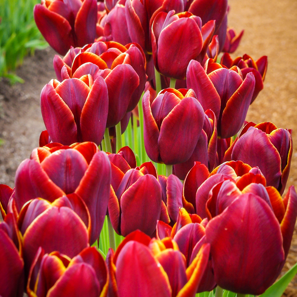 Row of red tulips lsnr0m