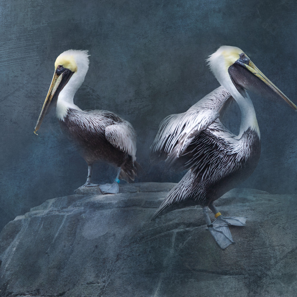 Brown pelicans on textured background npl6jh