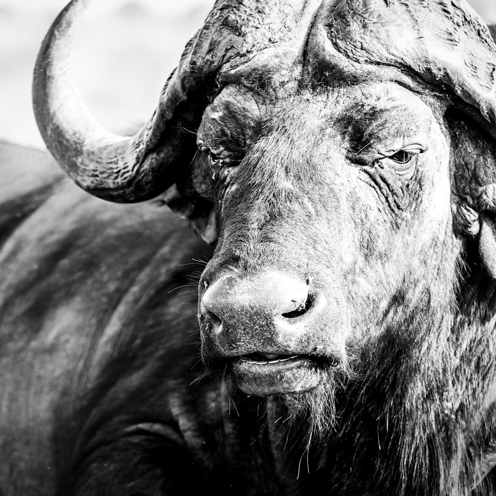 Cape buffalo chobe 002 dsc06666 sharpen sharpen xlovz6
