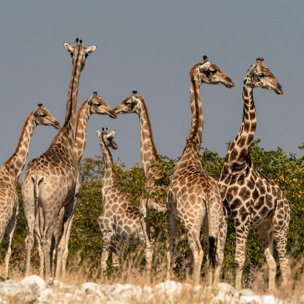 Giraffe Tower Lbs 9113 Photography Art