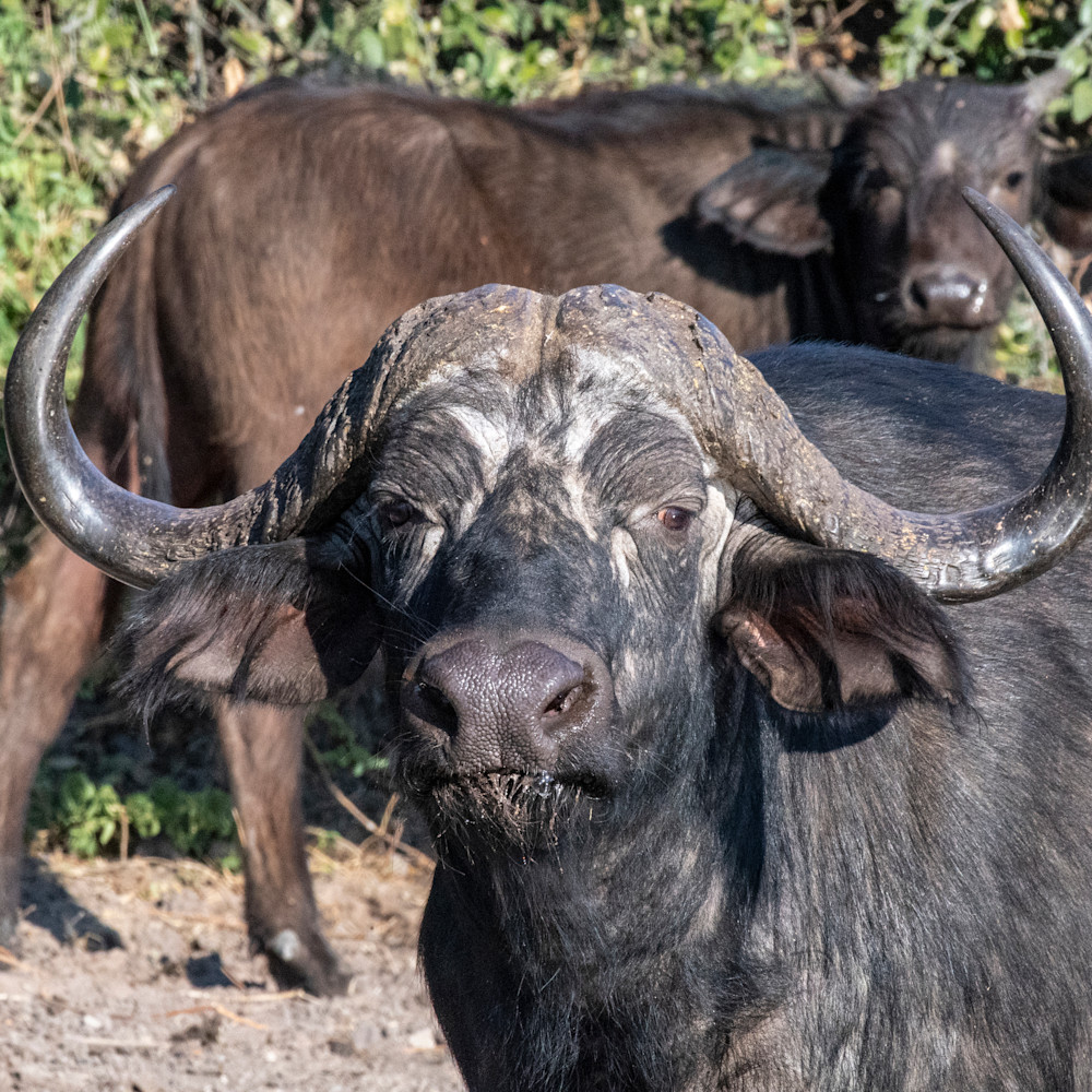 Cape buffalo bull lbs 4420 y4bmfw