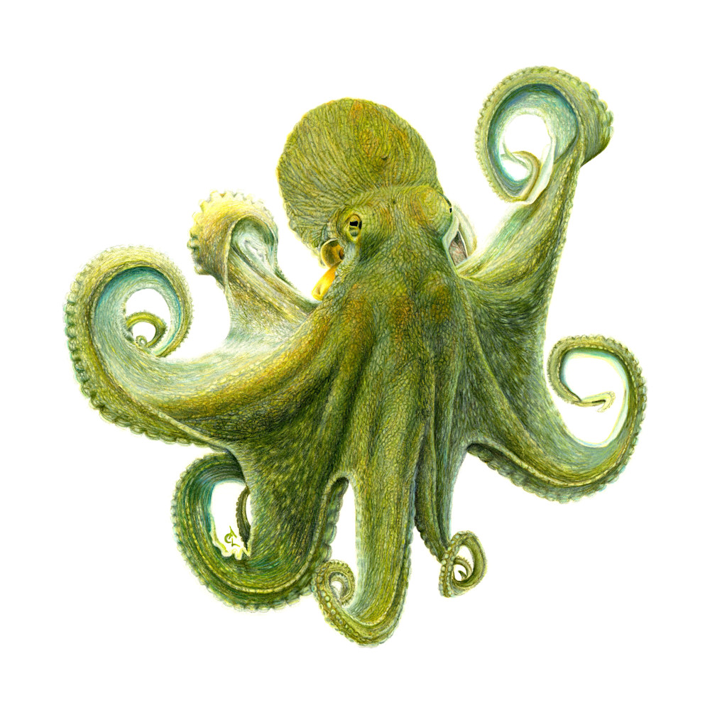 Octopus oswald v4mhev