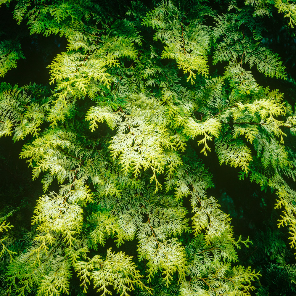 arbor vitae with gradated foliage, from light to dark.