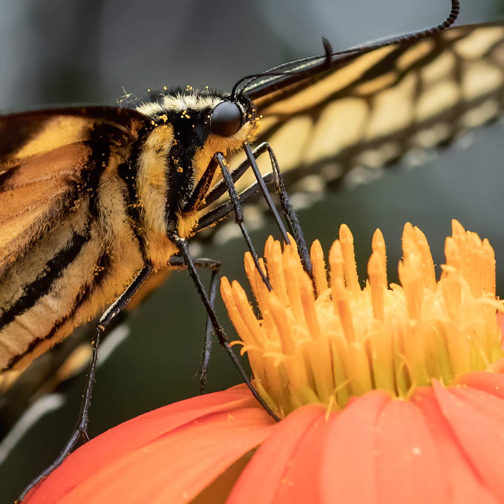 Eastern tiger swallowtail butterfly feeding rnzkto