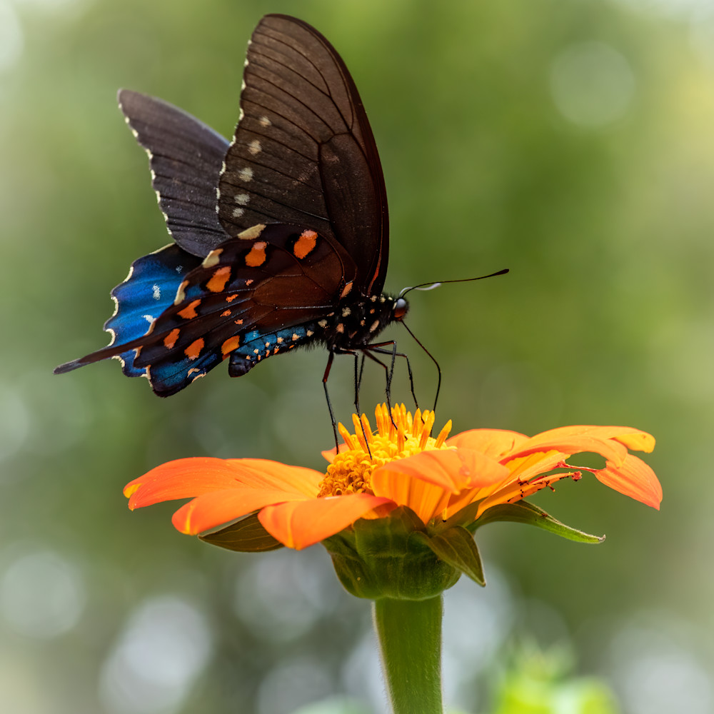 Spicebush swalowtail butterfly ogt1va