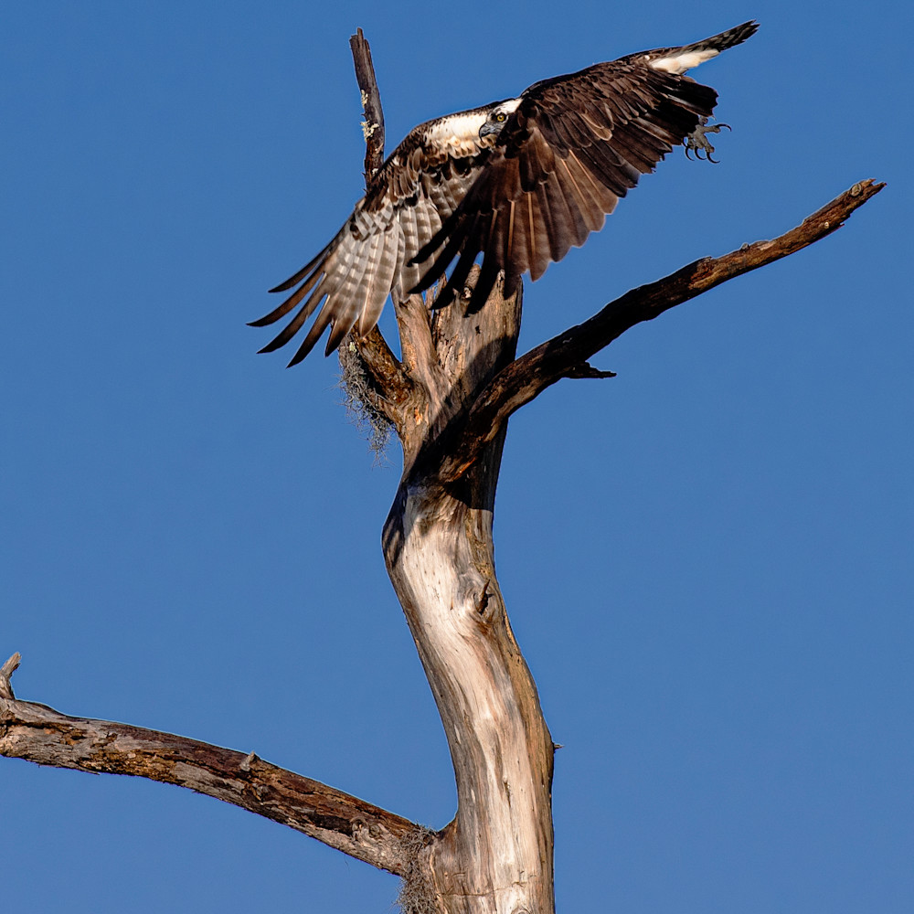 Andy crawford photography osprey taking flight abymgk
