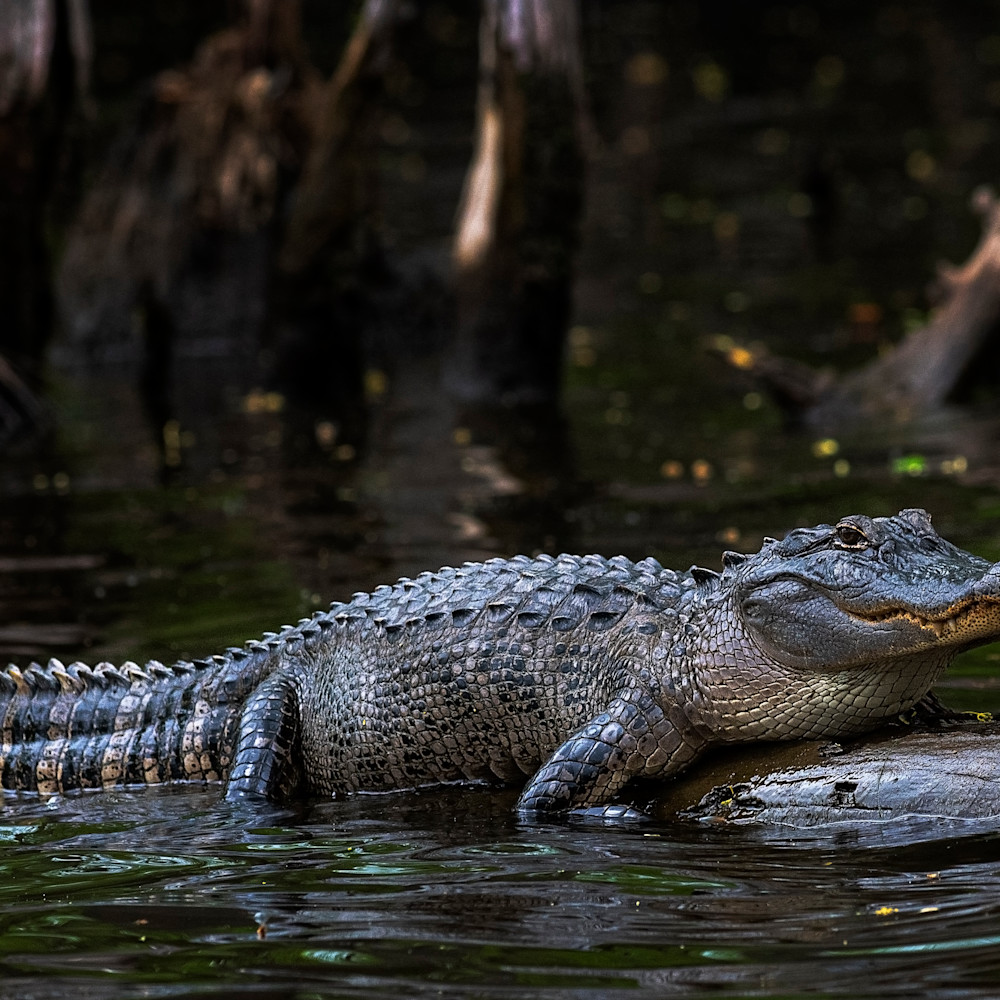 Andy crawford photography sunning alligator l6yr7h