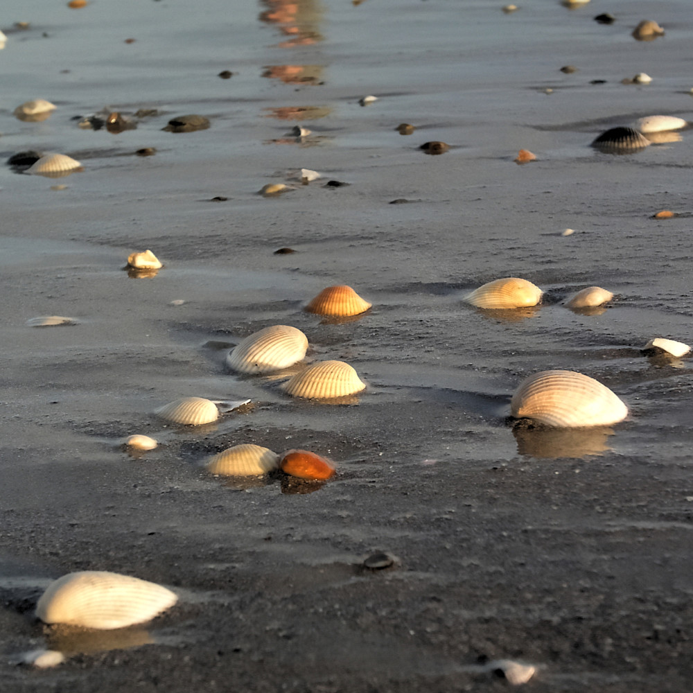 Sea shells by the sea shore is9k8a