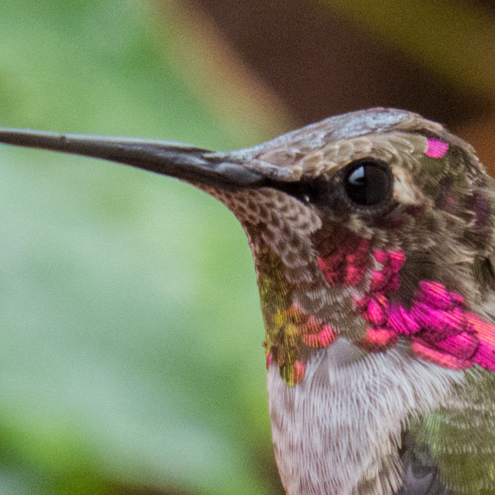 Hummingbird3 o5ld54