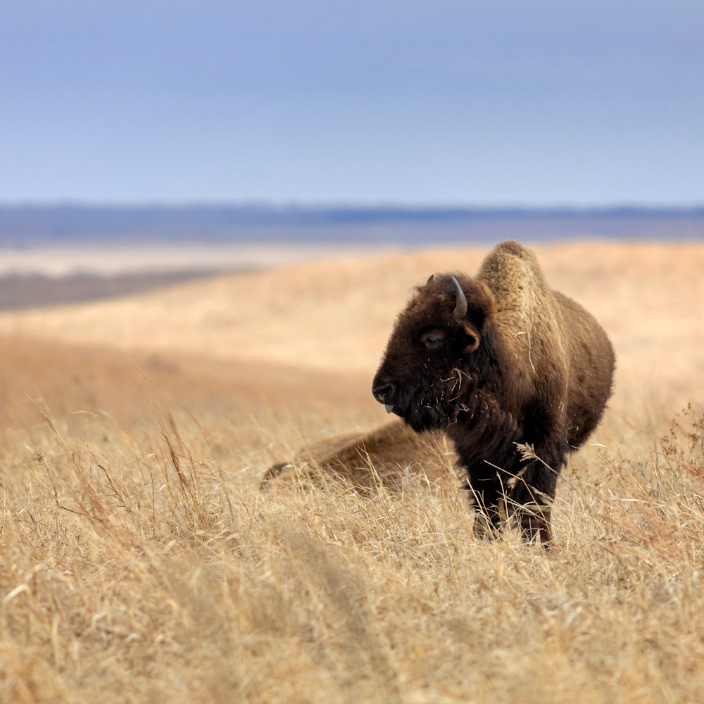 Oklahoma bison 22 ipdwhv