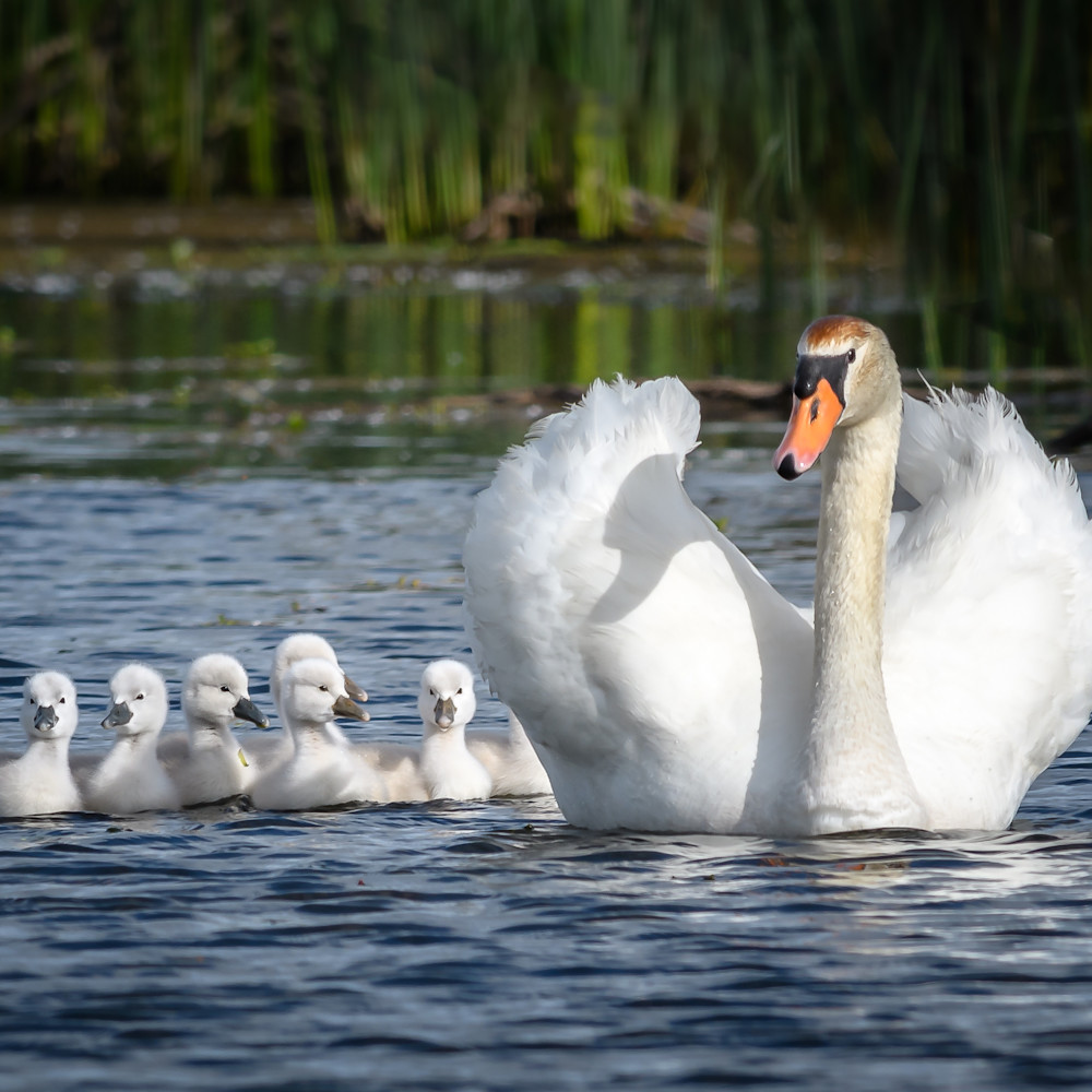 Swan babies tdqolg