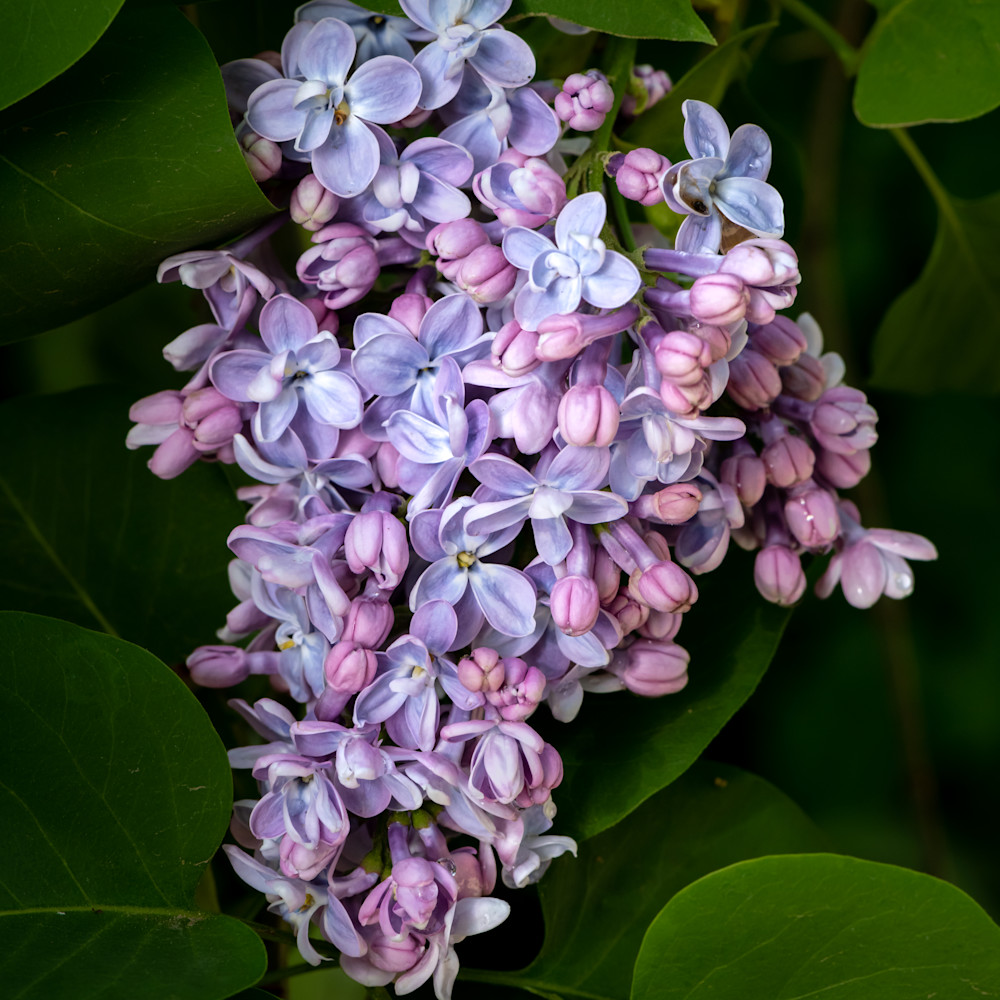 Lilacs f86gw3