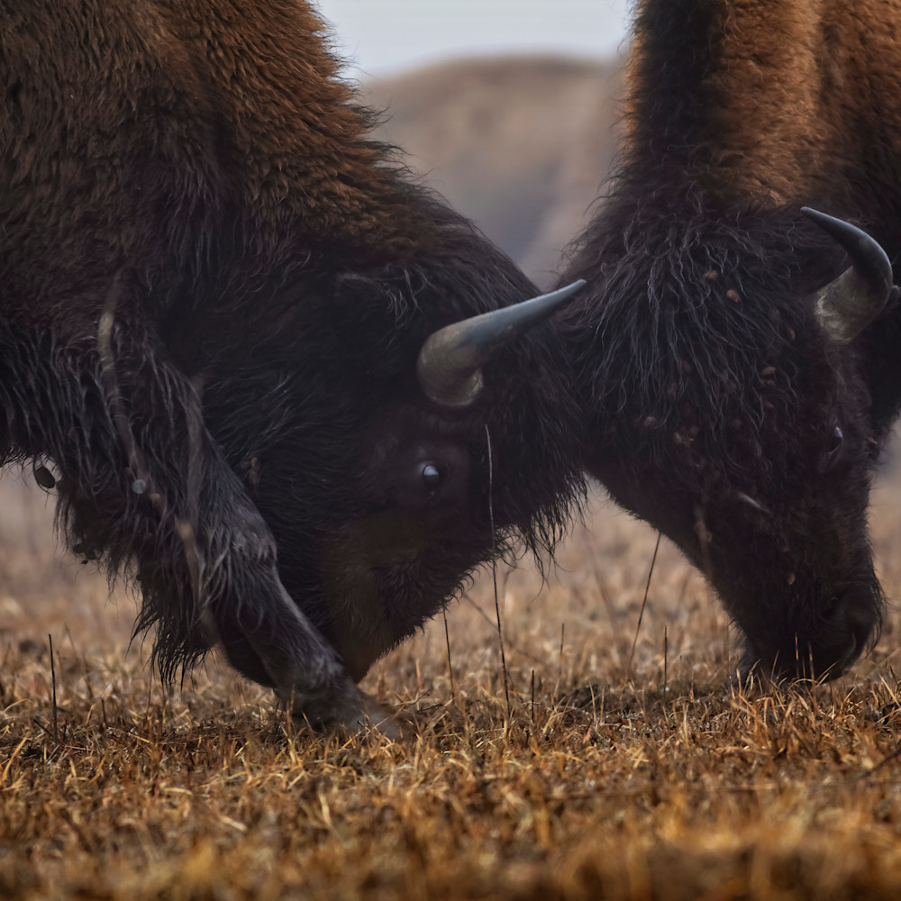 Oklahoma bison 5 zbgrww