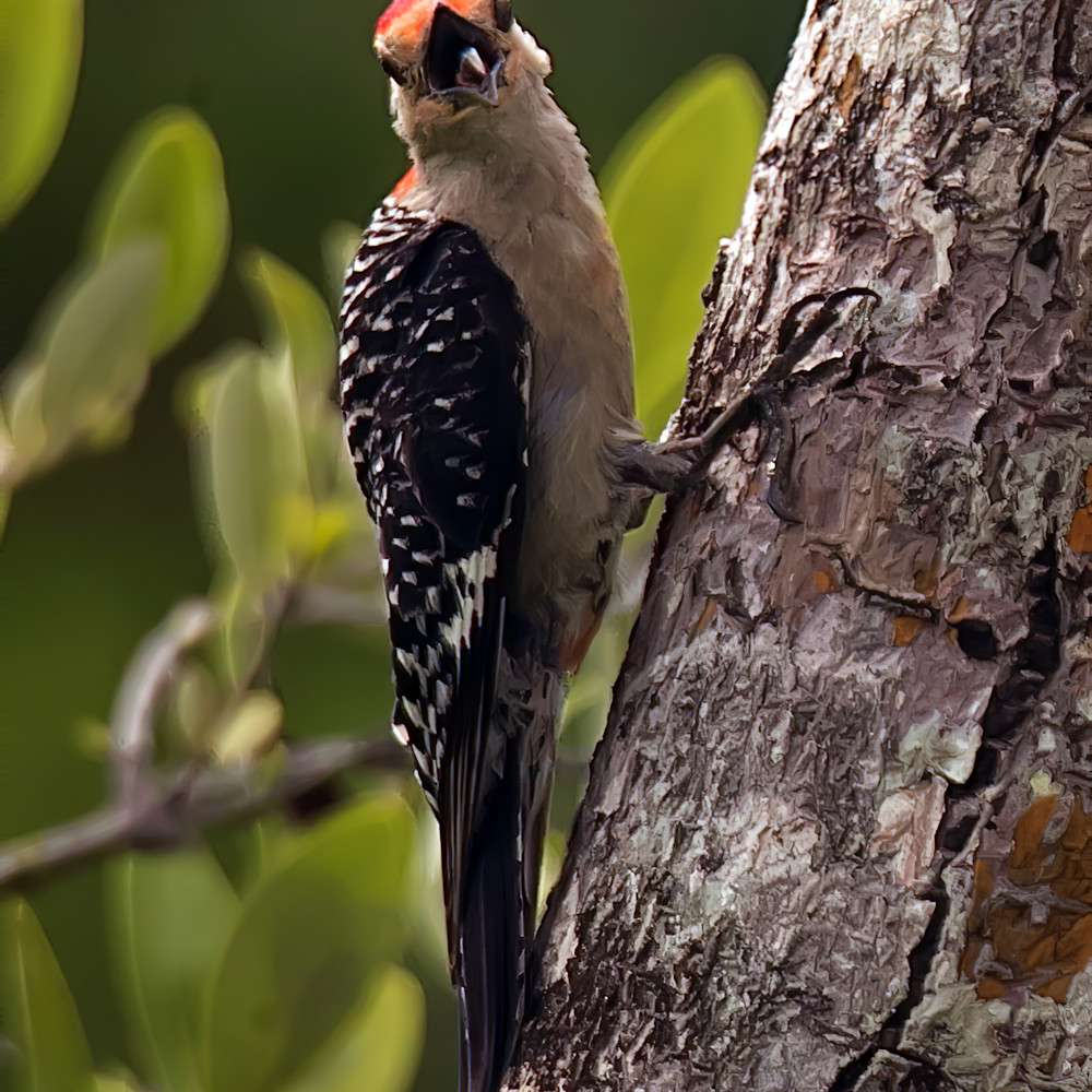 Woodpecker tongue edited 2 gigapixel 1 qfqzyx
