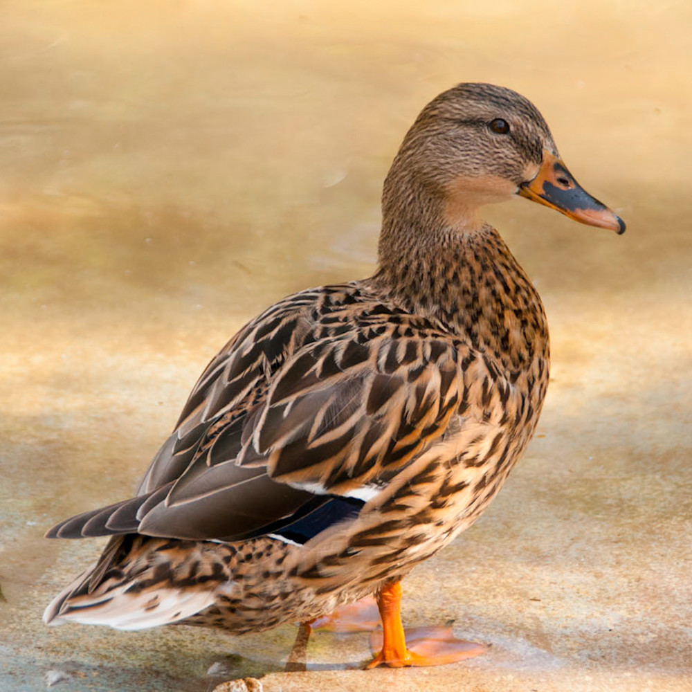 Common duck riqdi5