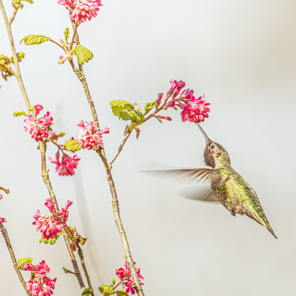 Anna s hummingbird il8biv
